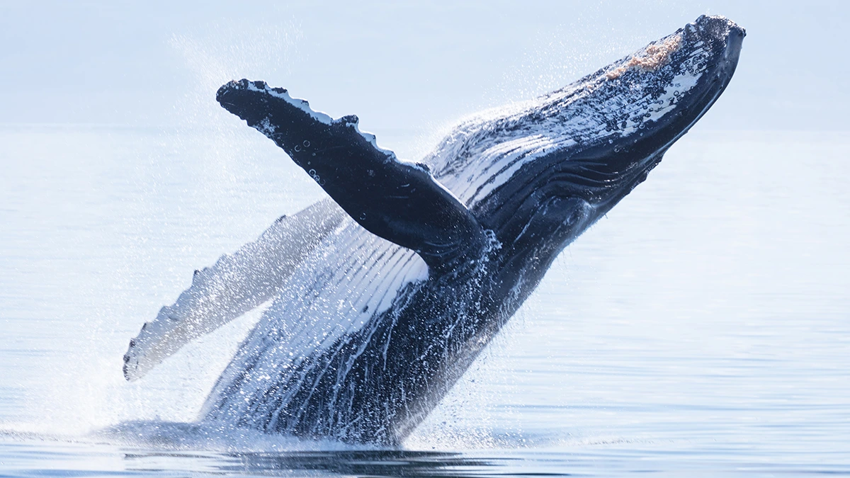 Dernier plongeon d'une baleine - By Drew Collins