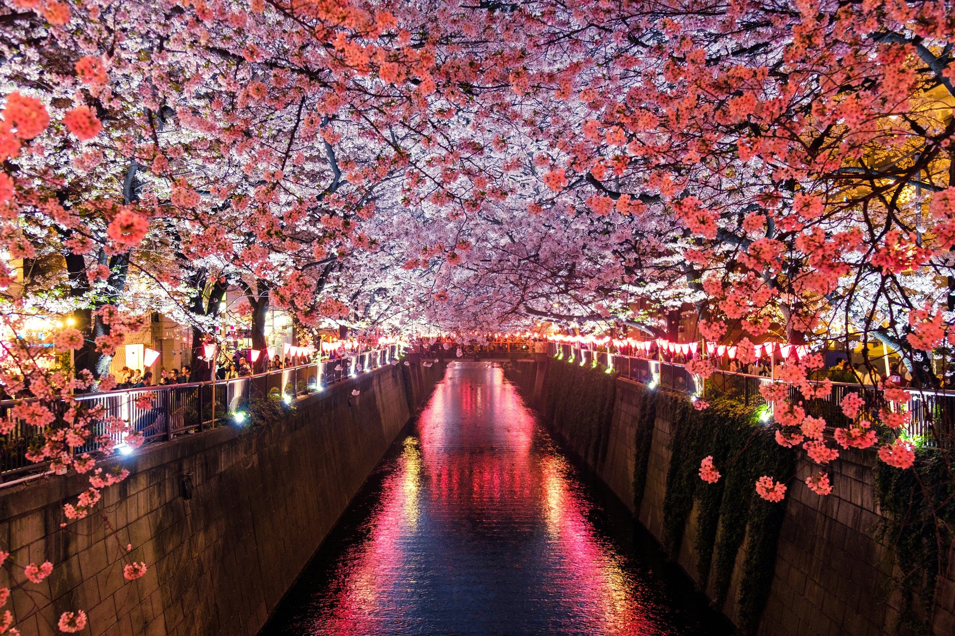 Arbres de Sakura au Japon - By tracedirecte.com